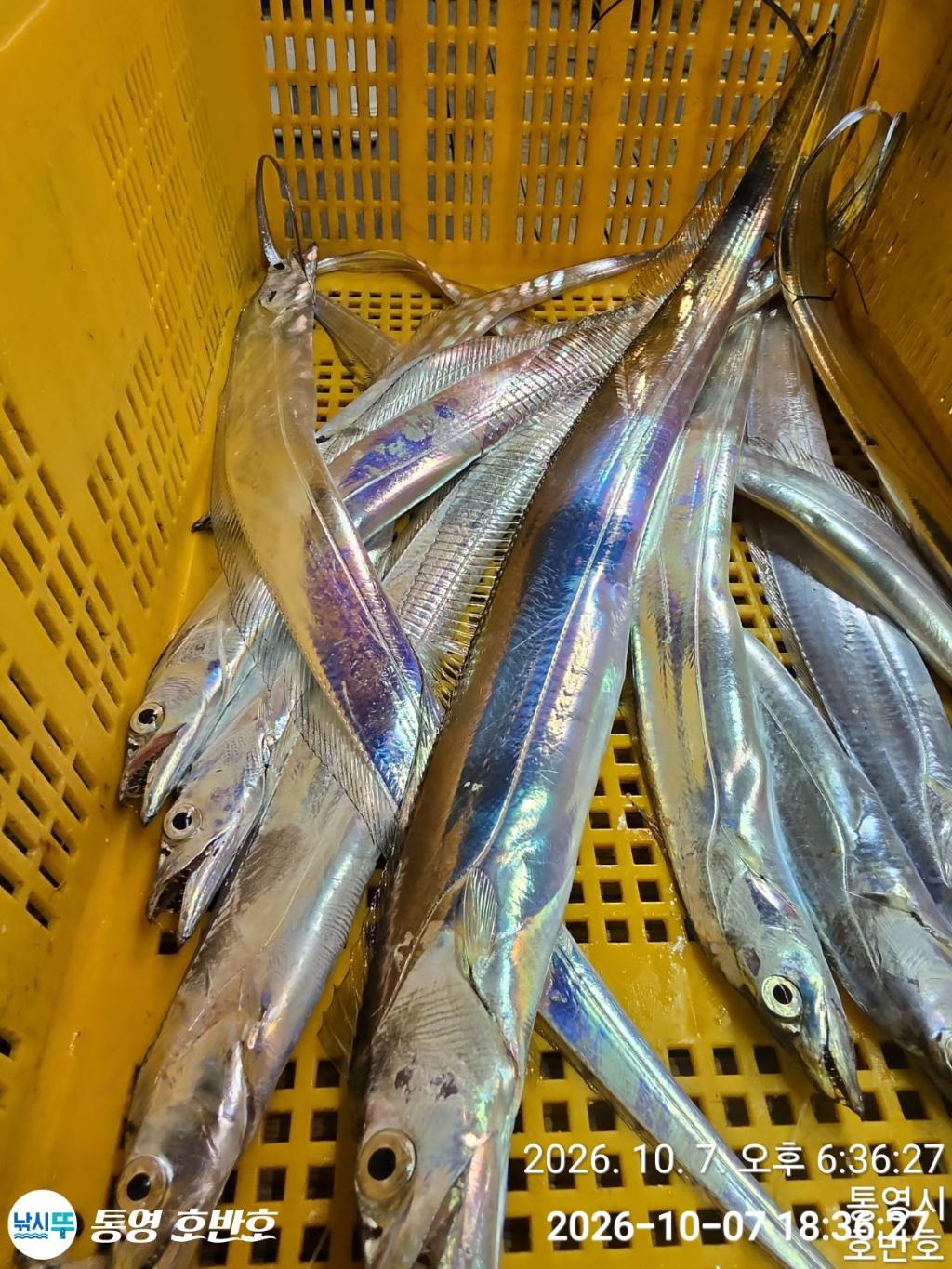 낚시뚜,갈치,통영 신전항,통영호반호,낚시뚜42