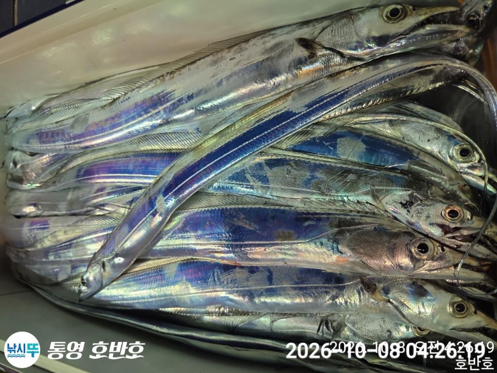 낚시뚜,갈치,통영 신전항,통영호반호,낚시뚜39
