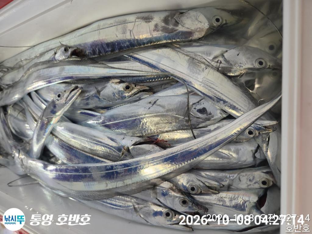 낚시뚜,갈치,통영 신전항,통영호반호,낚시뚜38