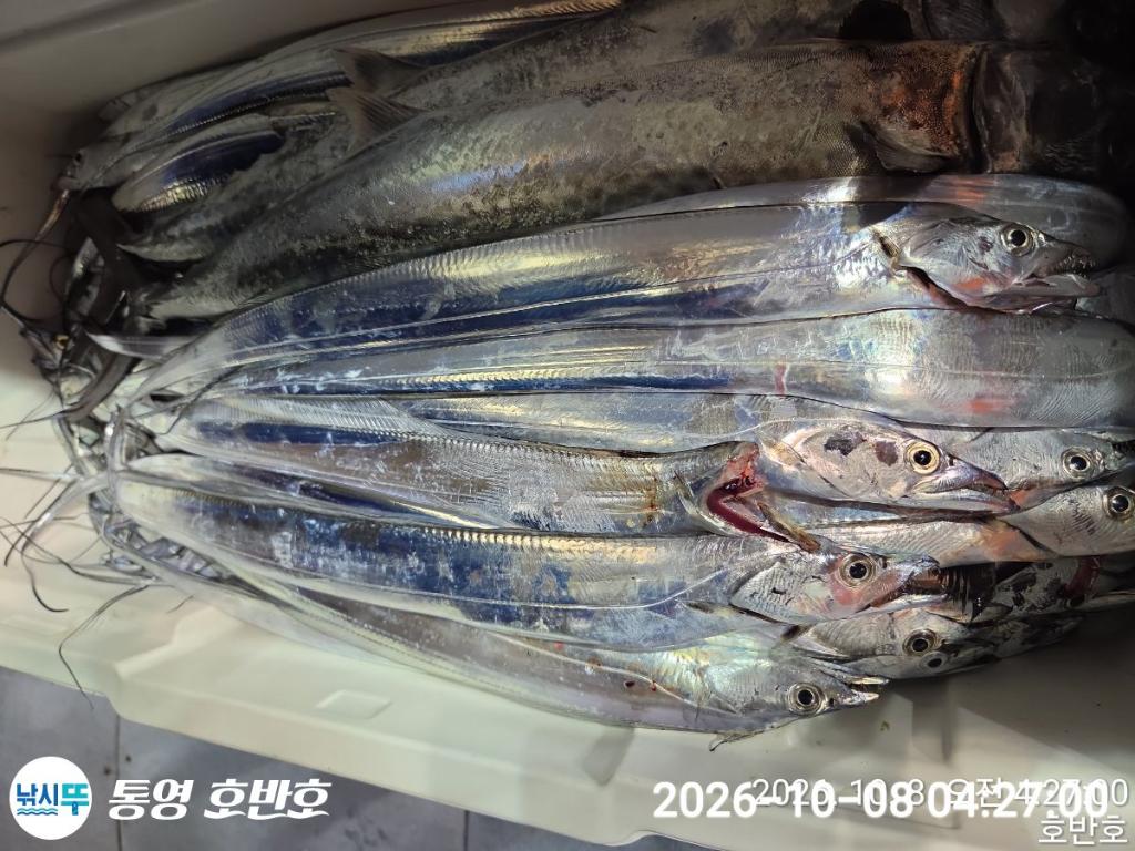 낚시뚜,갈치,통영 신전항,통영호반호,낚시뚜36