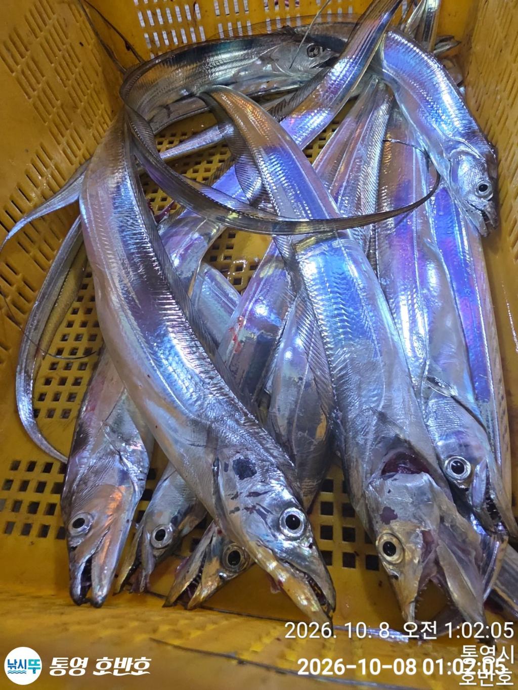 낚시뚜,갈치,통영 신전항,통영호반호,낚시뚜29