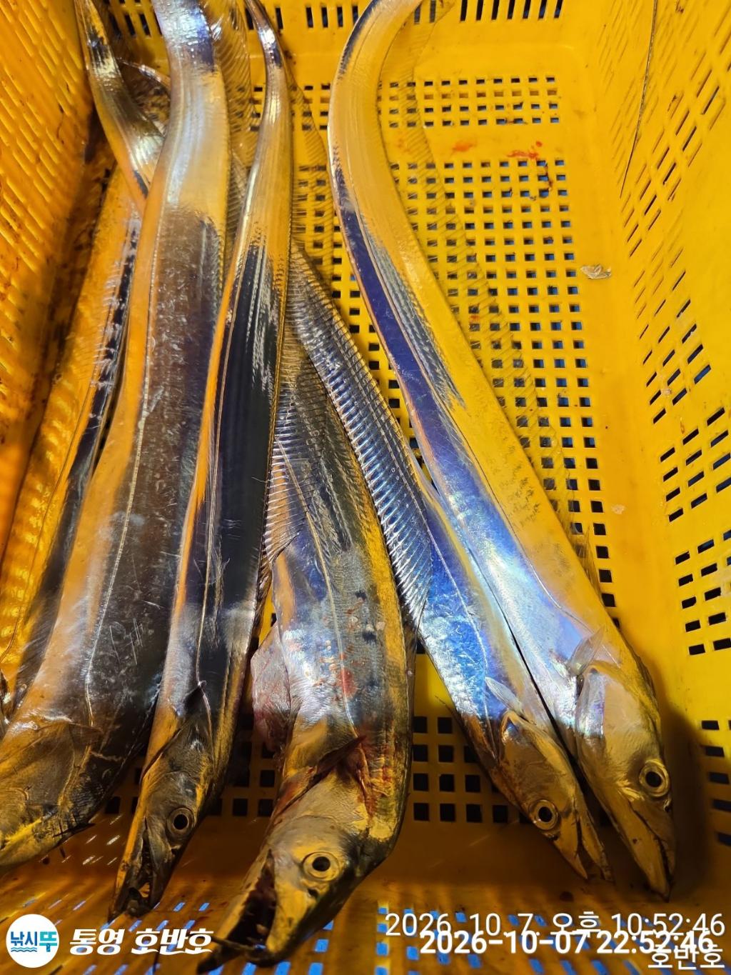 낚시뚜,갈치,통영 신전항,통영호반호,낚시뚜25