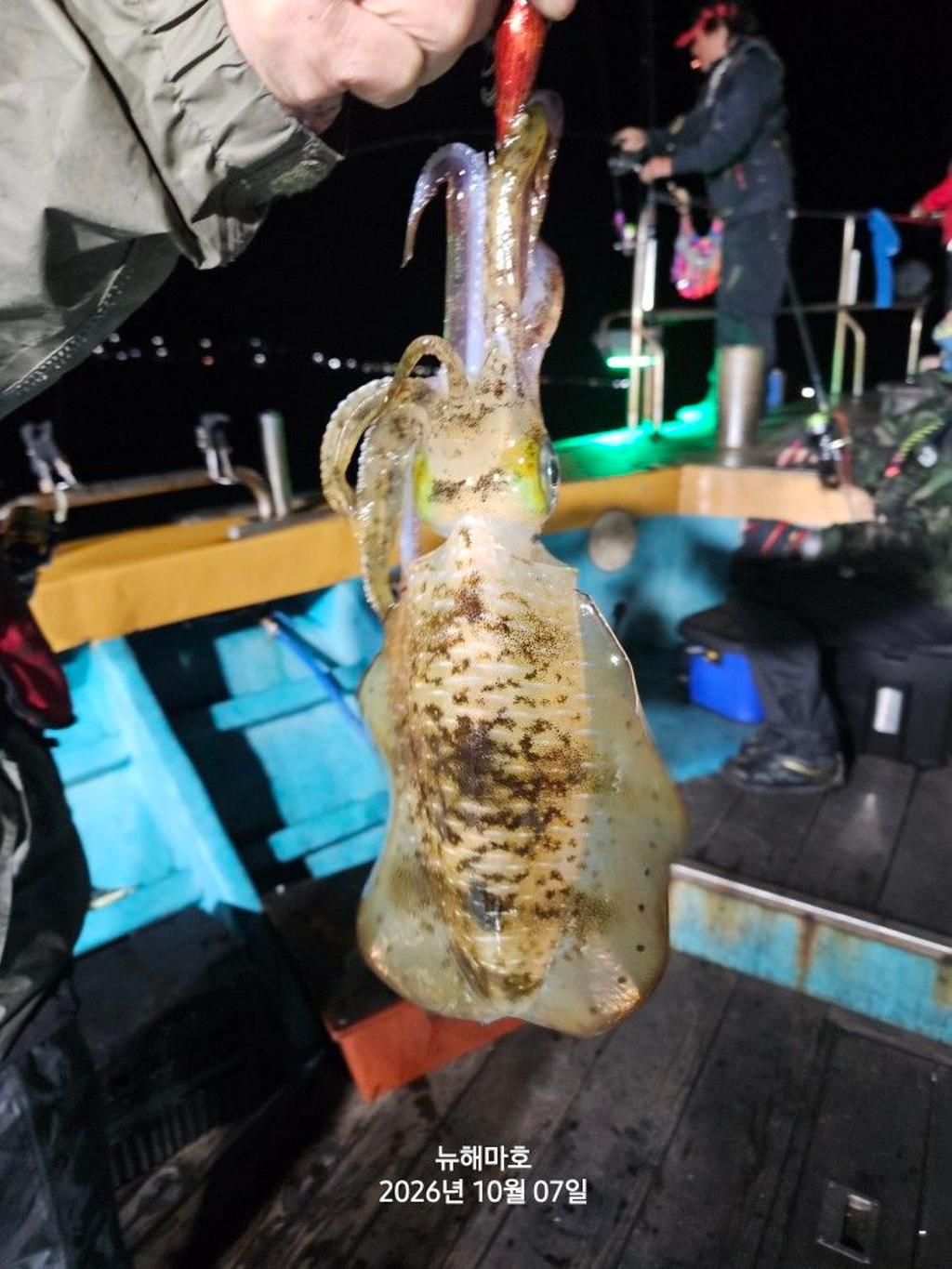 낚시뚜,무늬오징어,영일만항,뉴해마호,낚시뚜18