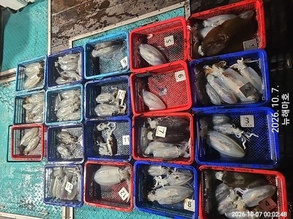 낚시뚜,무늬오징어,영일만항,뉴해마호,낚시뚜3