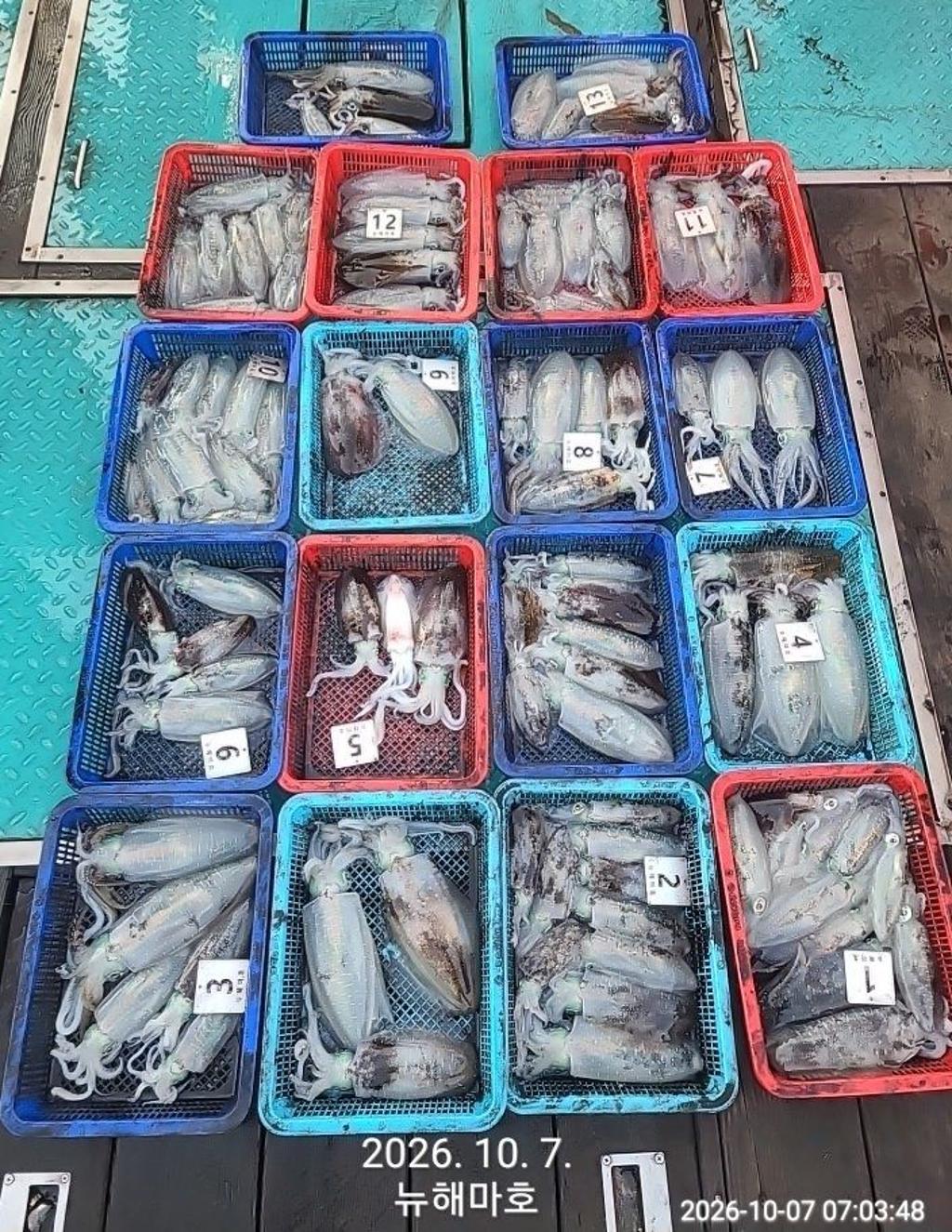 낚시뚜,무늬오징어,영일만항,뉴해마호,낚시뚜1