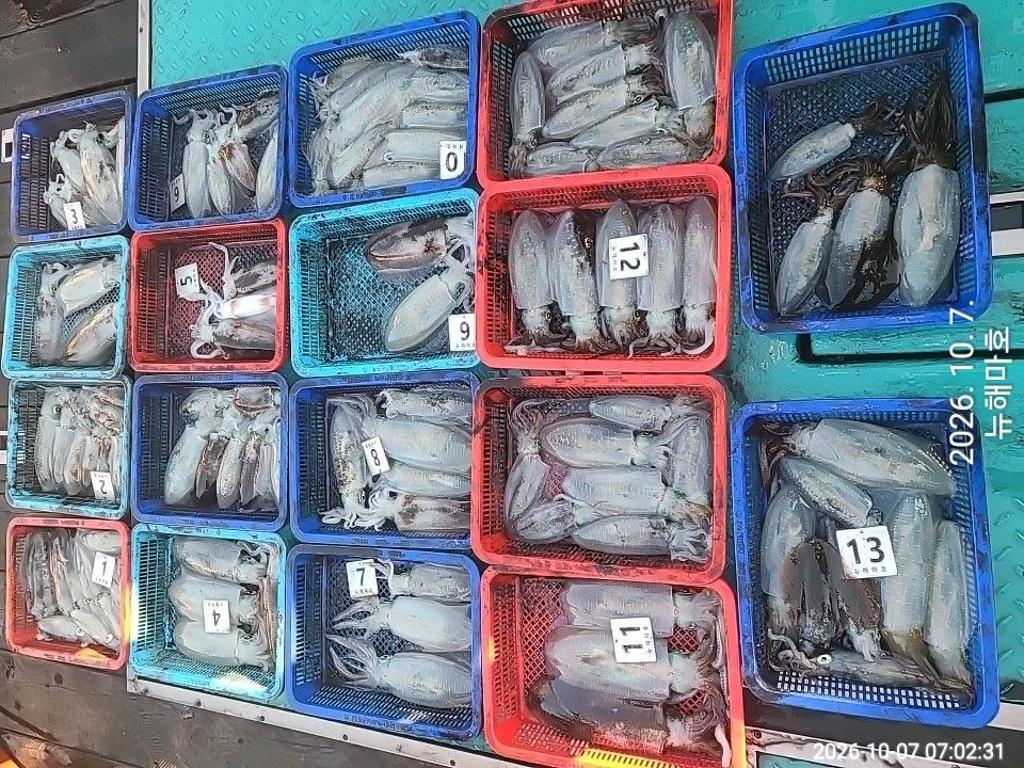 낚시뚜,무늬오징어,영일만항,뉴해마호,낚시뚜0