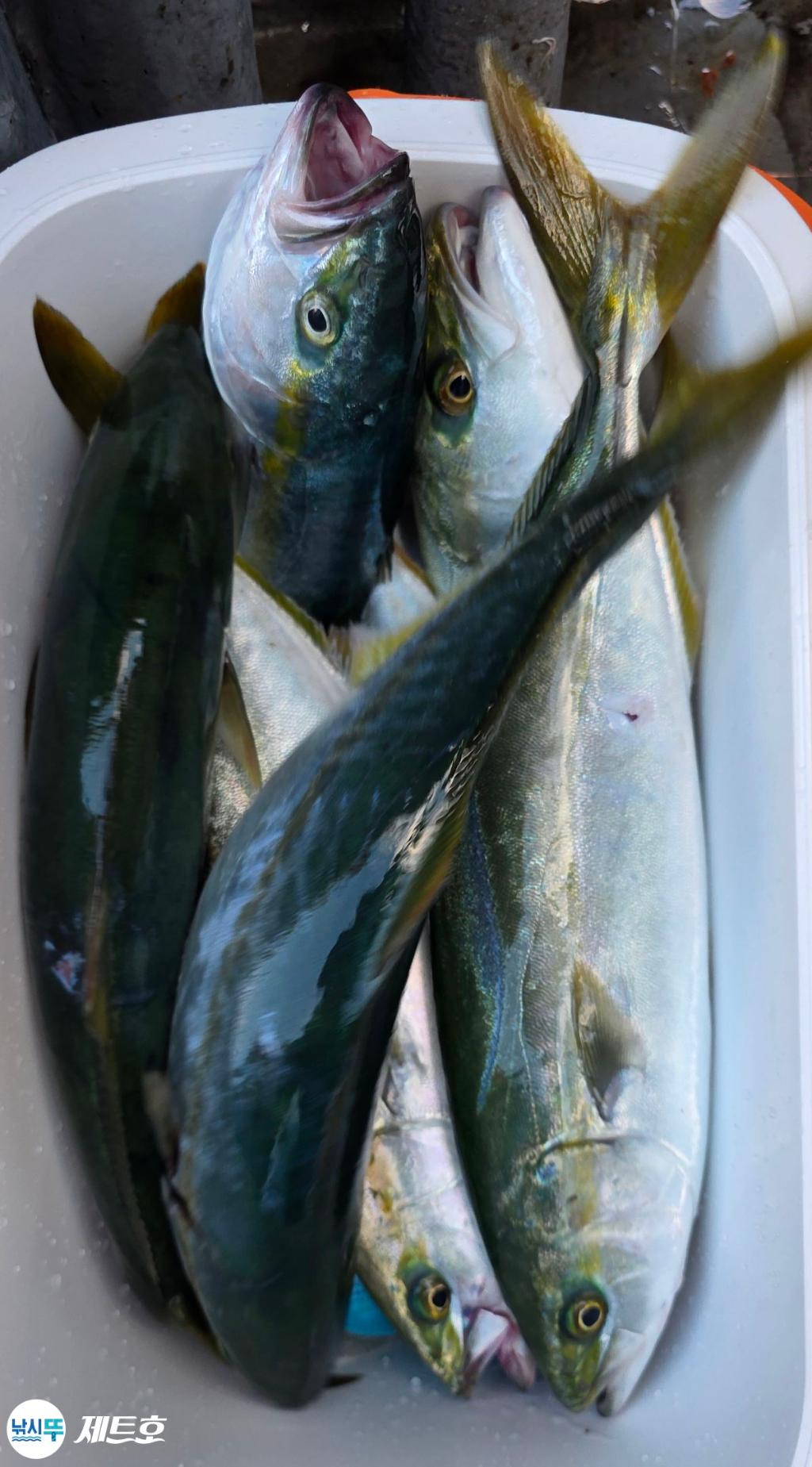 낚시뚜,방어,삼치,영일만항,포항 제트호,낚시뚜9