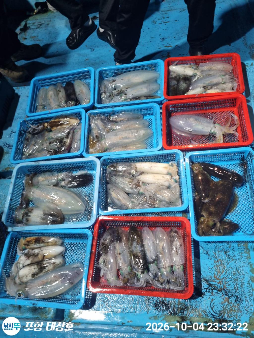 낚시뚜,오징어,영일만항,포항 태창호,낚시뚜10