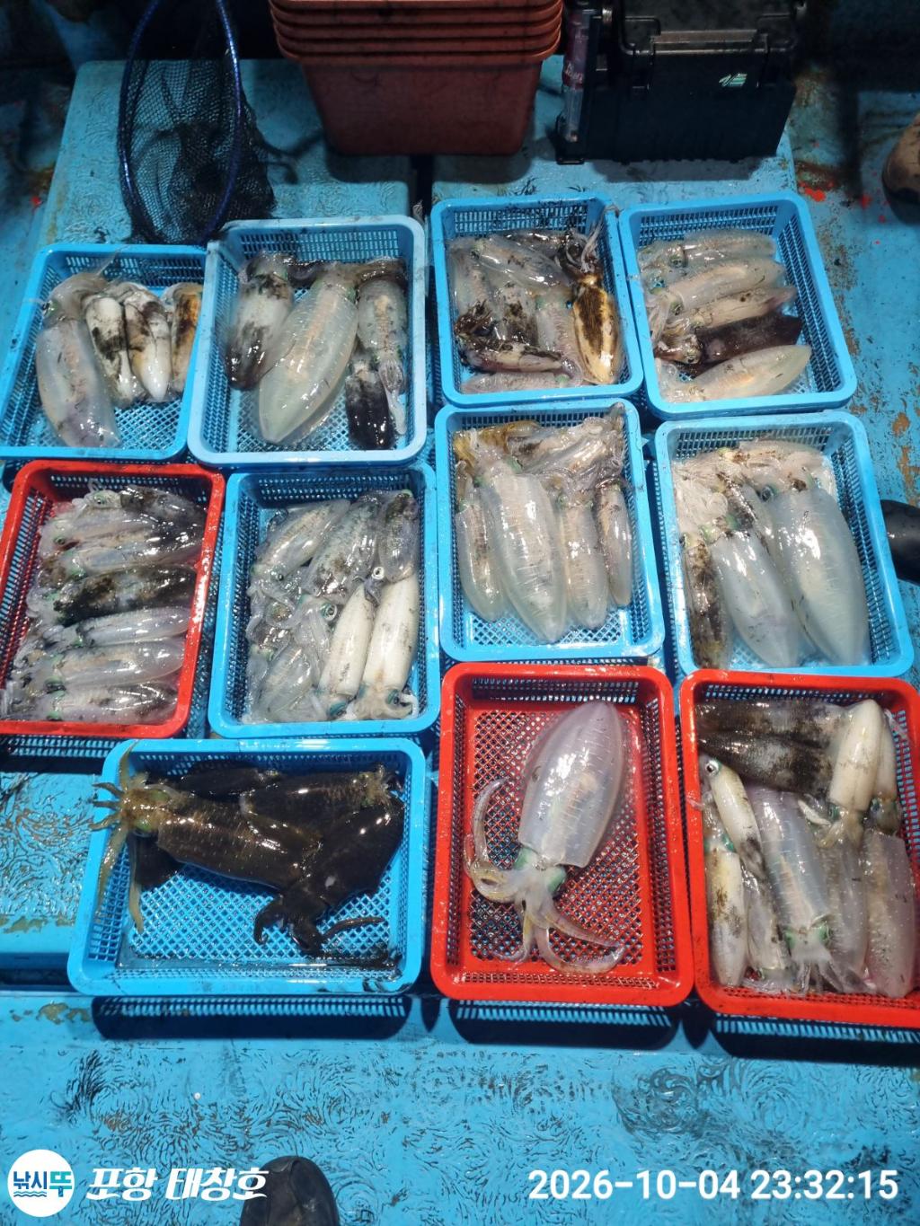 낚시뚜,오징어,영일만항,포항 태창호,낚시뚜9