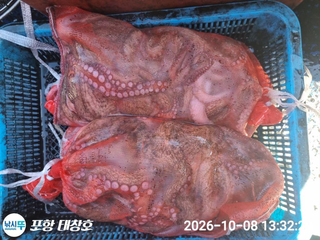 낚시뚜,돌문어,영일만항,포항 태창호,낚시뚜19