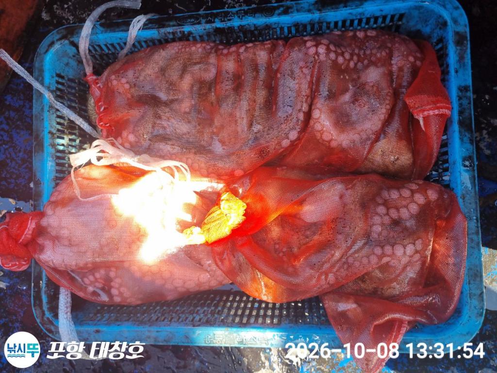 낚시뚜,돌문어,영일만항,포항 태창호,낚시뚜18