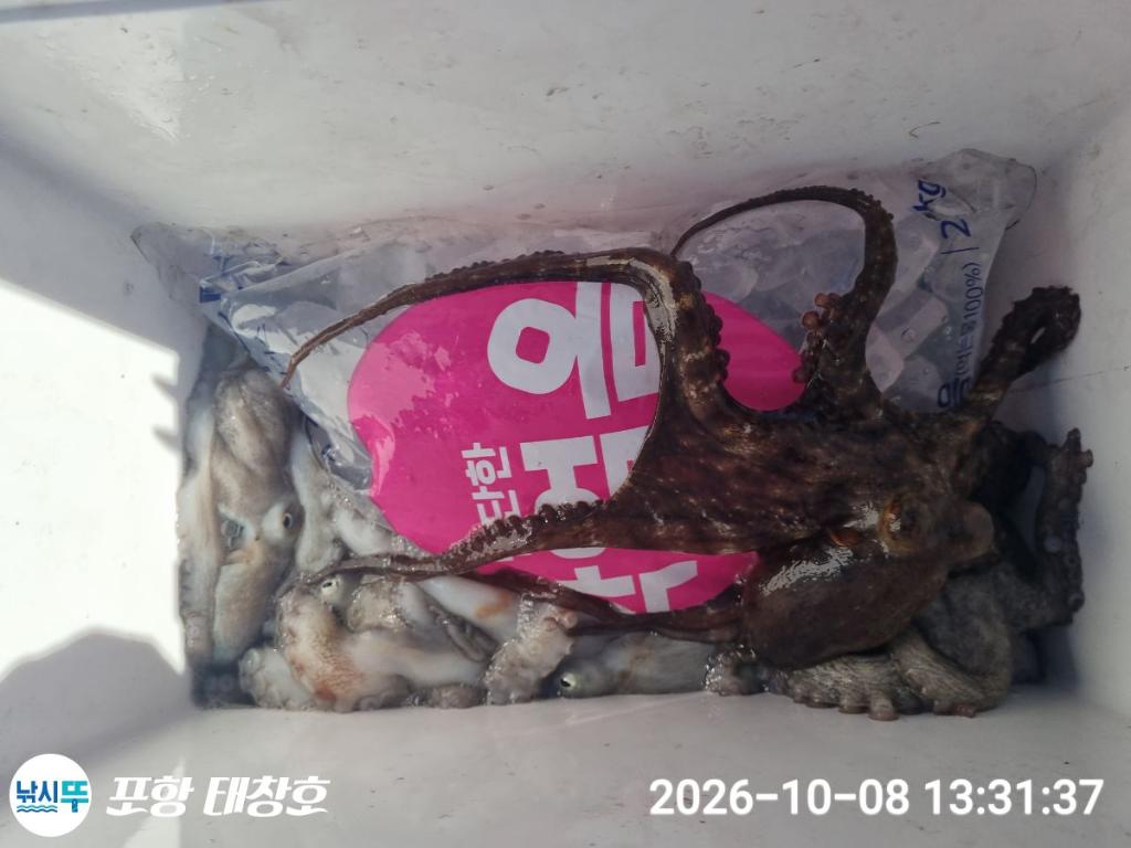 낚시뚜,돌문어,영일만항,포항 태창호,낚시뚜17