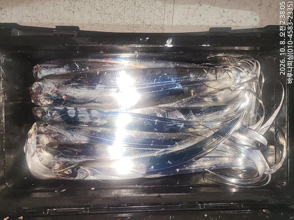낚시뚜,갈치,속천항(진해),바루나피싱,낚시뚜0