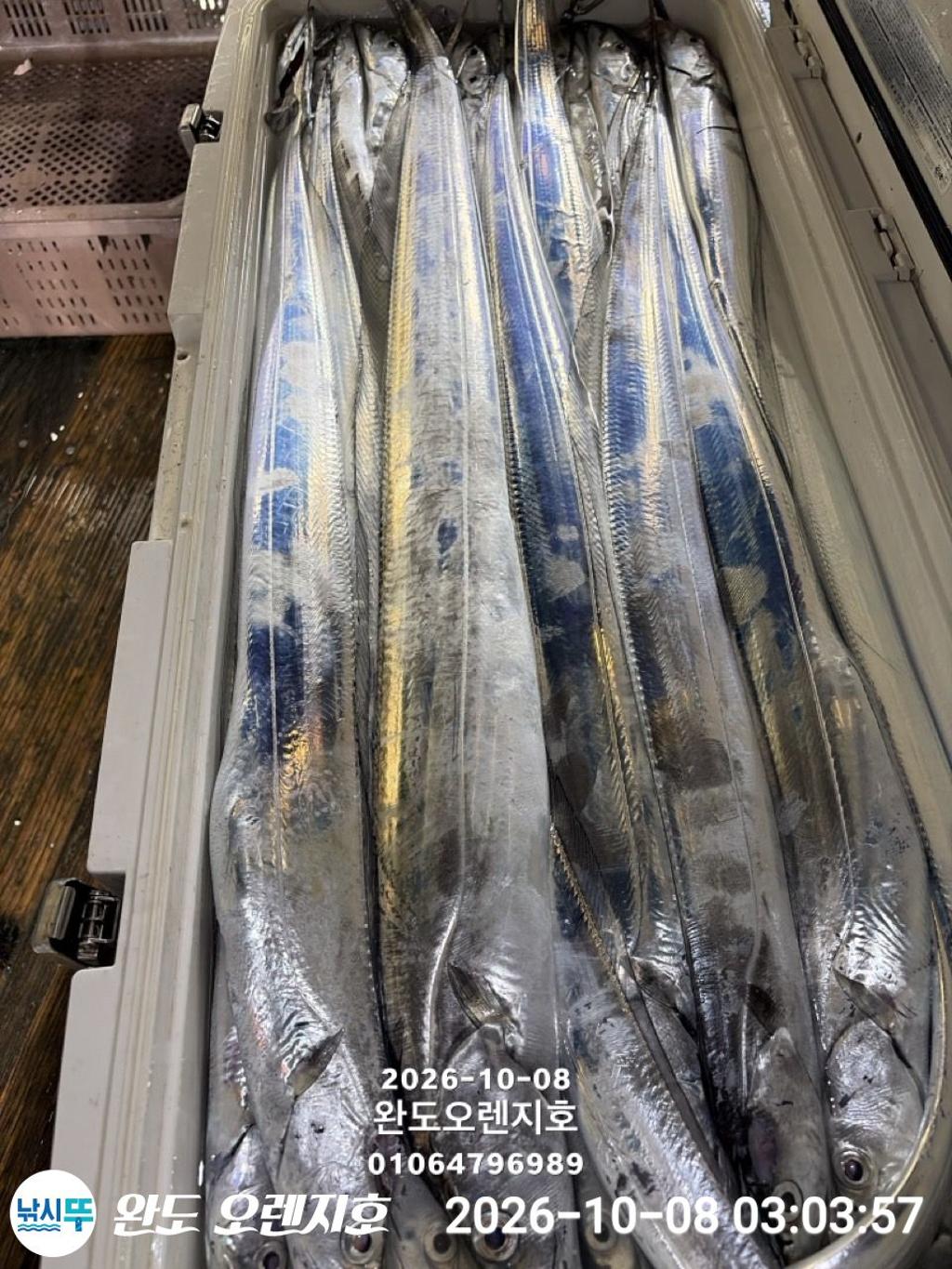 낚시뚜,갈치,완도항,완도 오렌지호,낚시뚜38