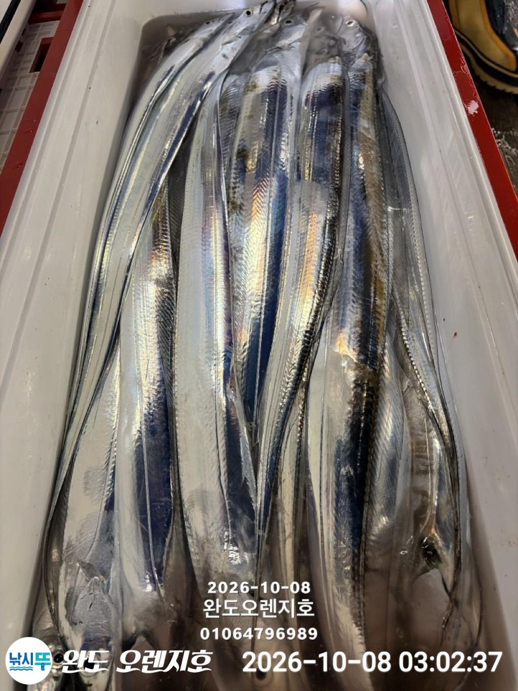 낚시뚜,갈치,완도항,완도 오렌지호,낚시뚜37