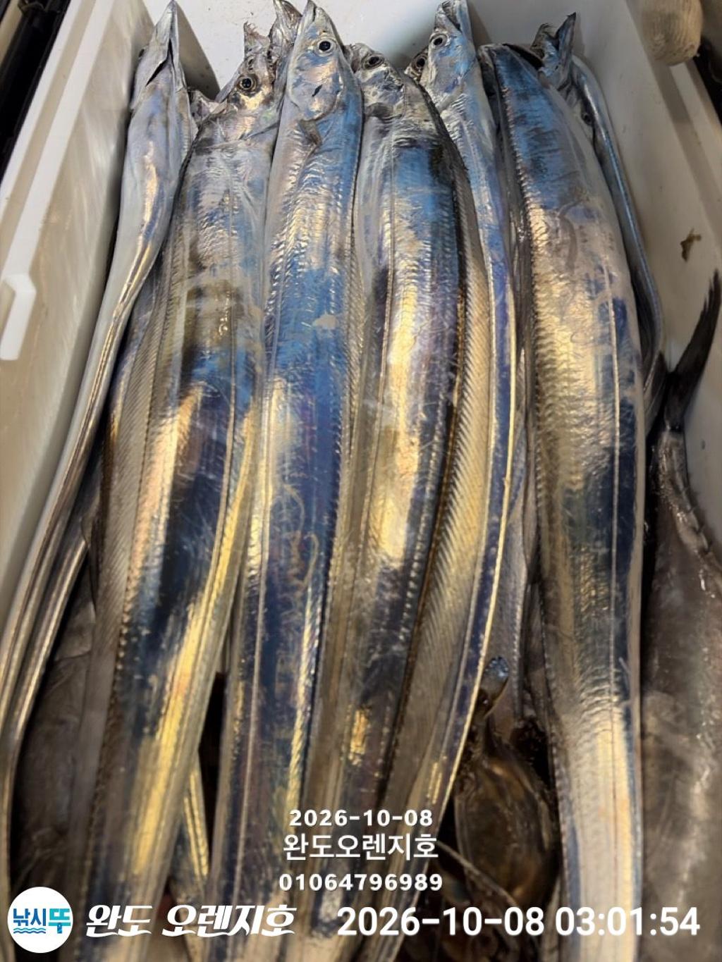 낚시뚜,갈치,완도항,완도 오렌지호,낚시뚜35