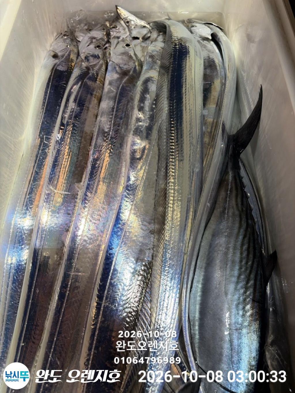 낚시뚜,갈치,완도항,완도 오렌지호,낚시뚜34
