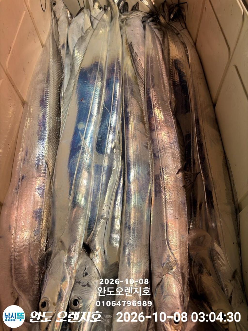 낚시뚜,갈치,완도항,완도 오렌지호,낚시뚜31