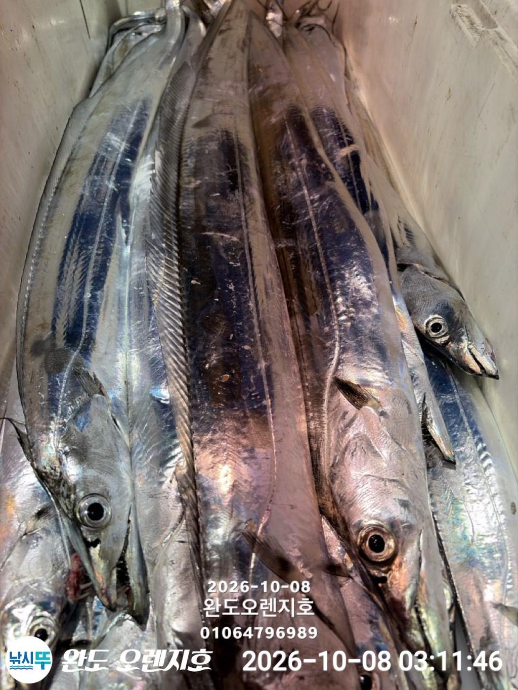 낚시뚜,갈치,완도항,완도 오렌지호,낚시뚜29