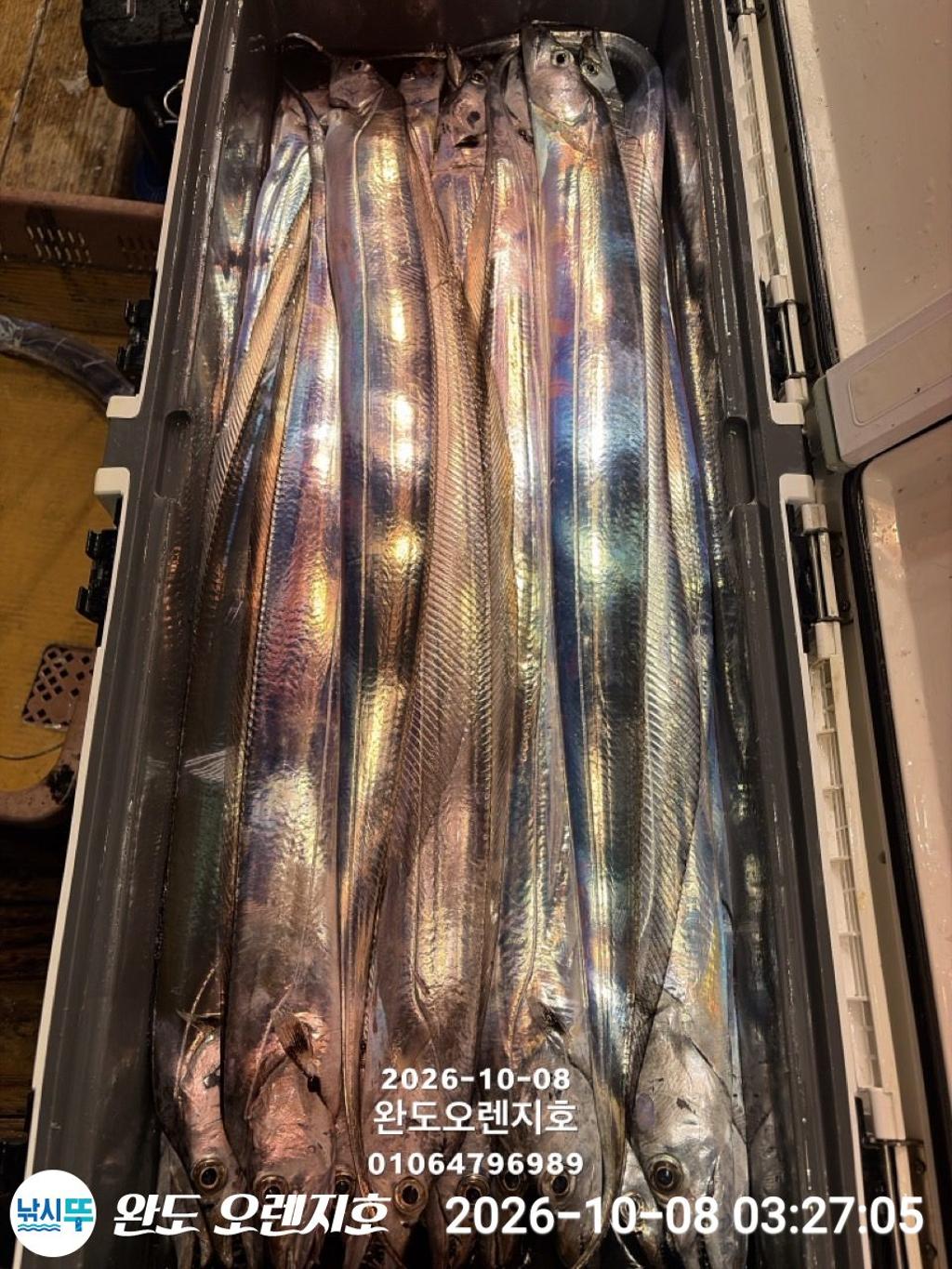 낚시뚜,갈치,완도항,완도 오렌지호,낚시뚜23