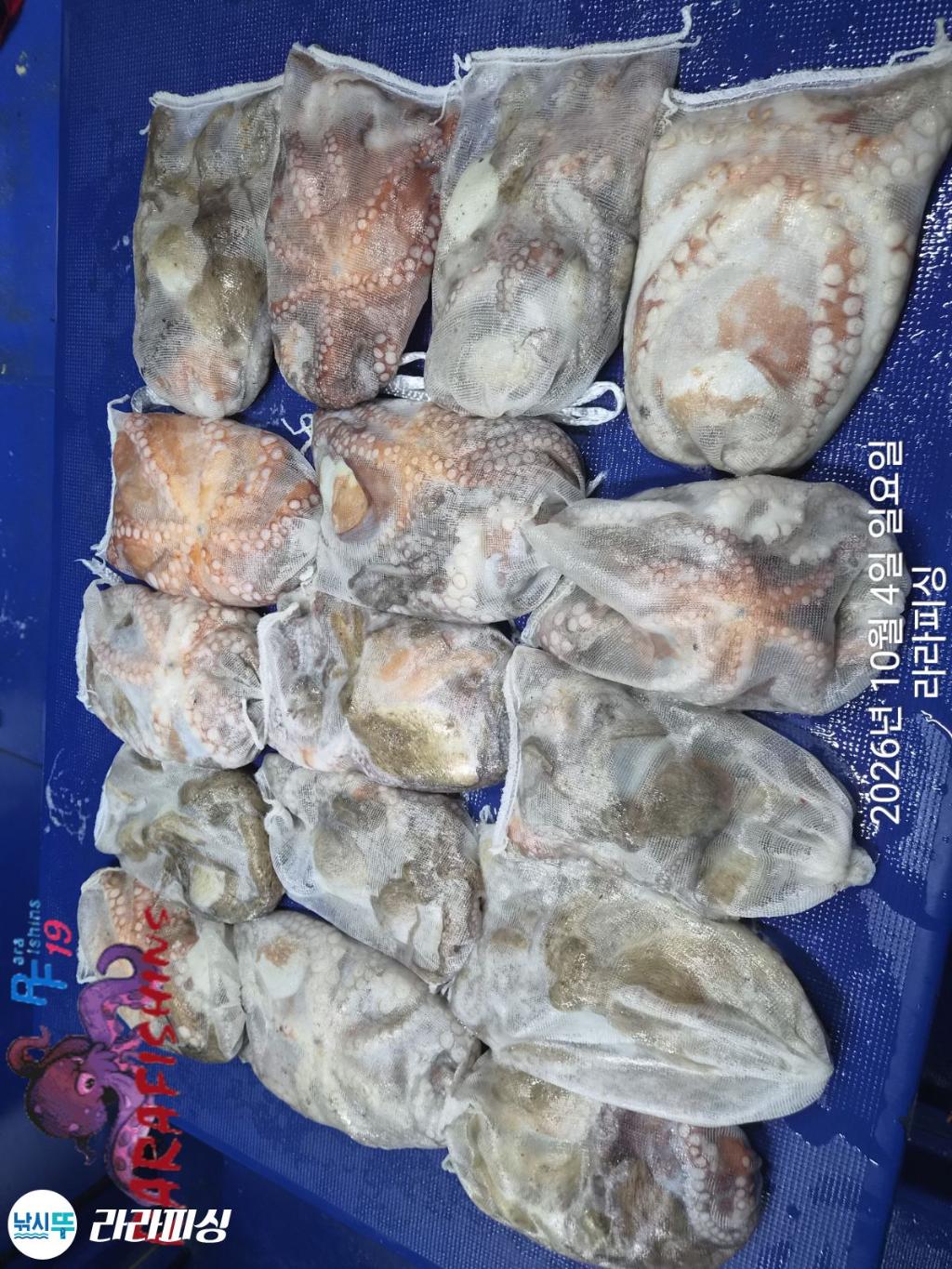 낚시뚜,돌문어,속천항(진해),라라피싱,낚시뚜12