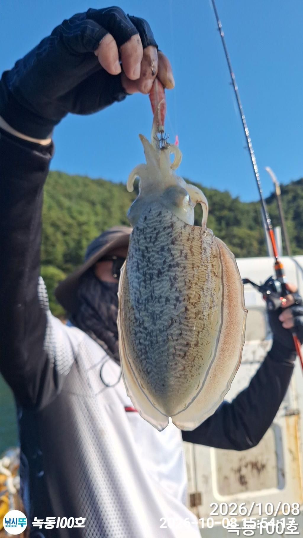 낚시뚜,갑오징어,녹동항,녹동100호,낚시뚜15