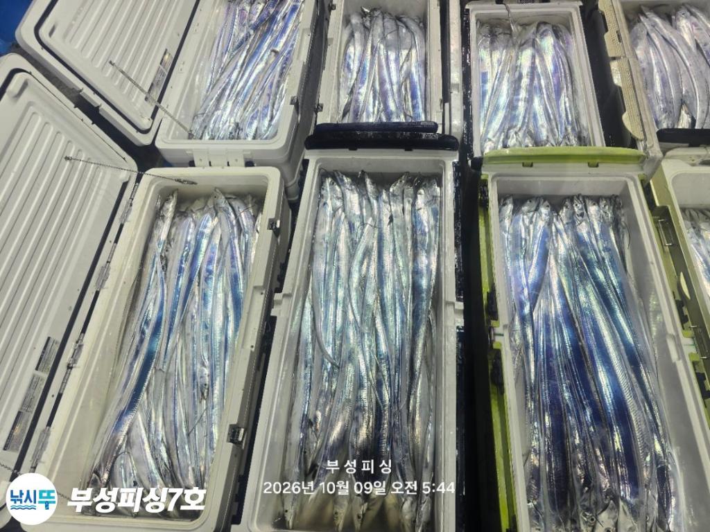 낚시뚜,갈치,통영영운리항,부성피싱7호,낚시뚜30