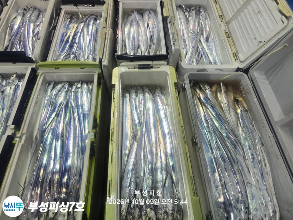 낚시뚜,갈치,통영영운리항,부성피싱7호,낚시뚜29
