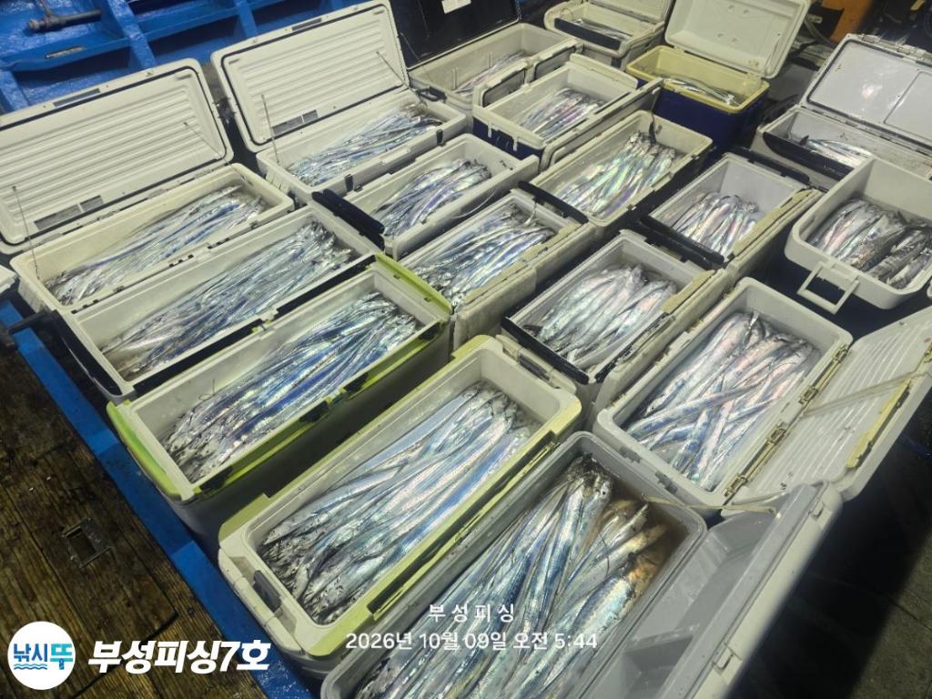 낚시뚜,갈치,통영영운리항,부성피싱7호,낚시뚜28