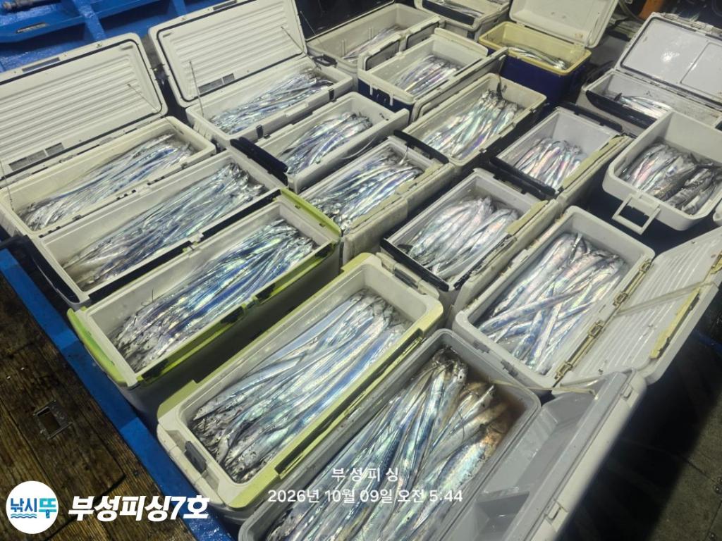 낚시뚜,갈치,통영영운리항,부성피싱7호,낚시뚜27
