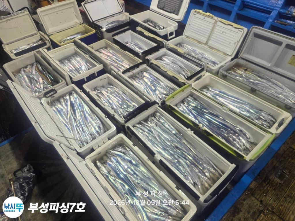 낚시뚜,갈치,통영영운리항,부성피싱7호,낚시뚜26