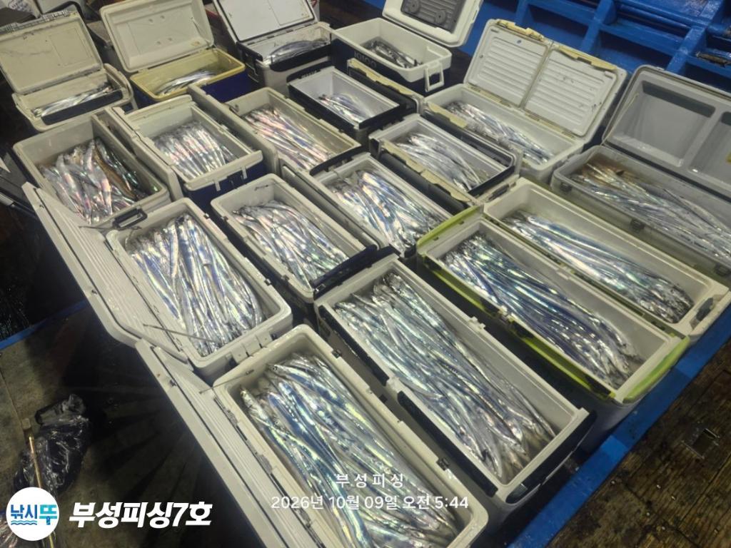 낚시뚜,갈치,통영영운리항,부성피싱7호,낚시뚜25