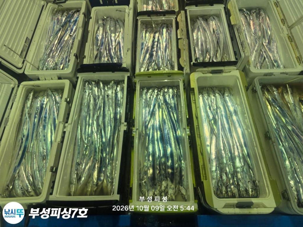 낚시뚜,갈치,통영영운리항,부성피싱7호,낚시뚜24