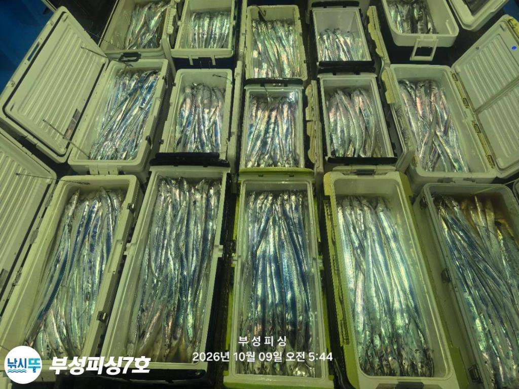 낚시뚜,갈치,통영영운리항,부성피싱7호,낚시뚜23