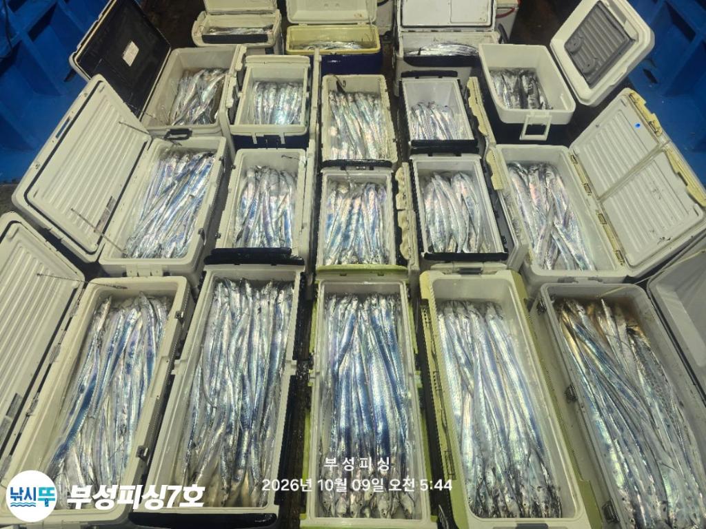 낚시뚜,갈치,통영영운리항,부성피싱7호,낚시뚜22