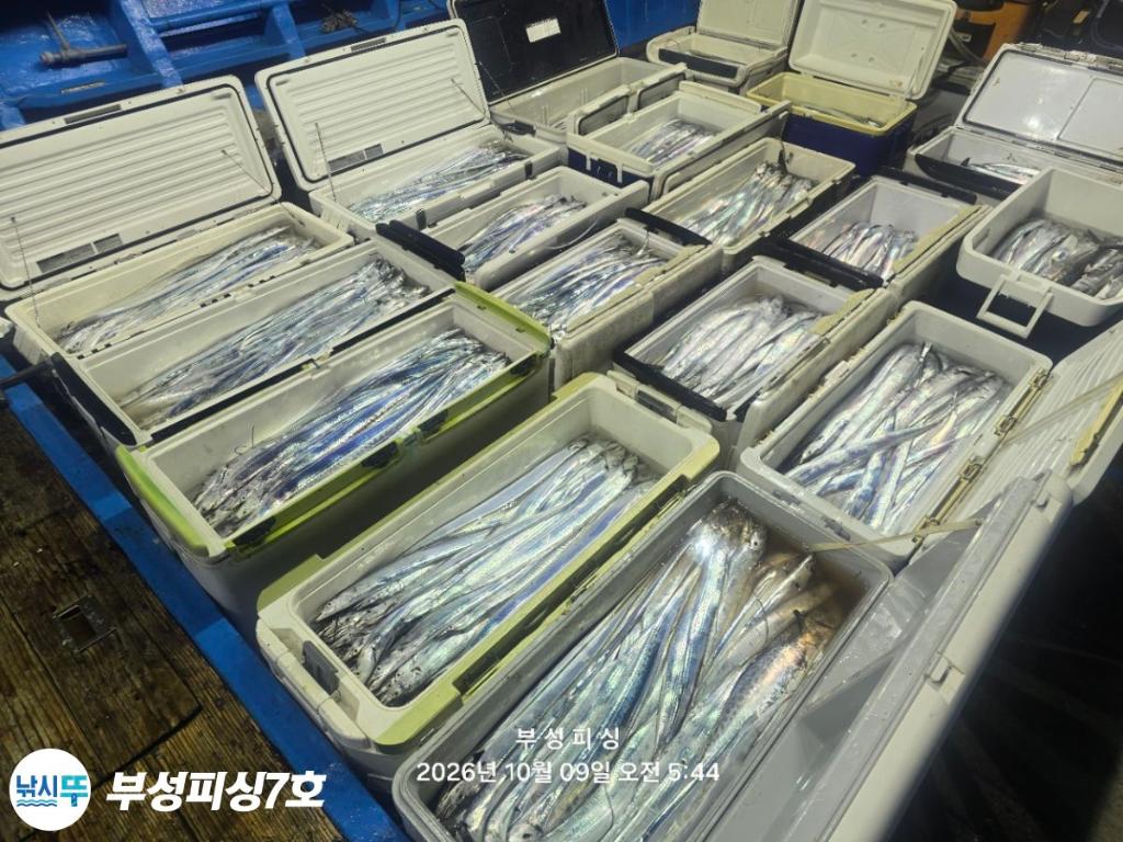 낚시뚜,갈치,통영영운리항,부성피싱7호,낚시뚜2