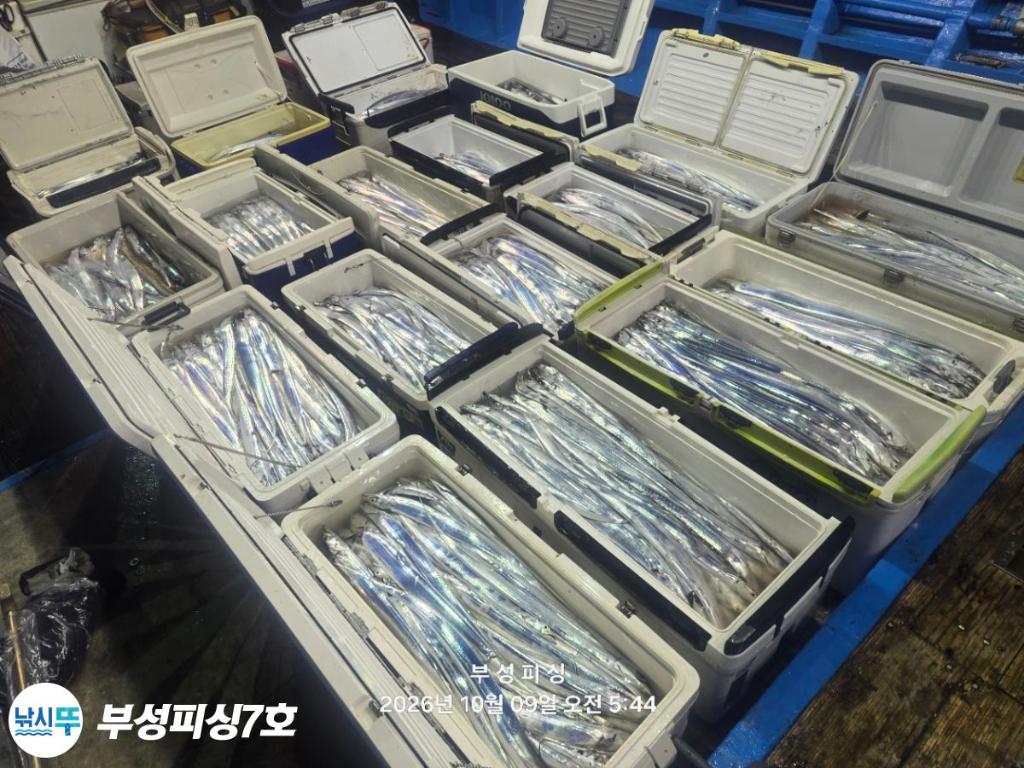 낚시뚜,갈치,통영영운리항,부성피싱7호,낚시뚜1