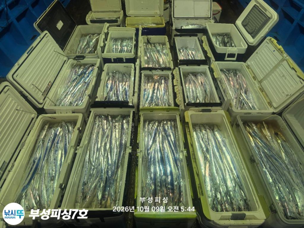 낚시뚜,갈치,통영영운리항,부성피싱7호,낚시뚜0