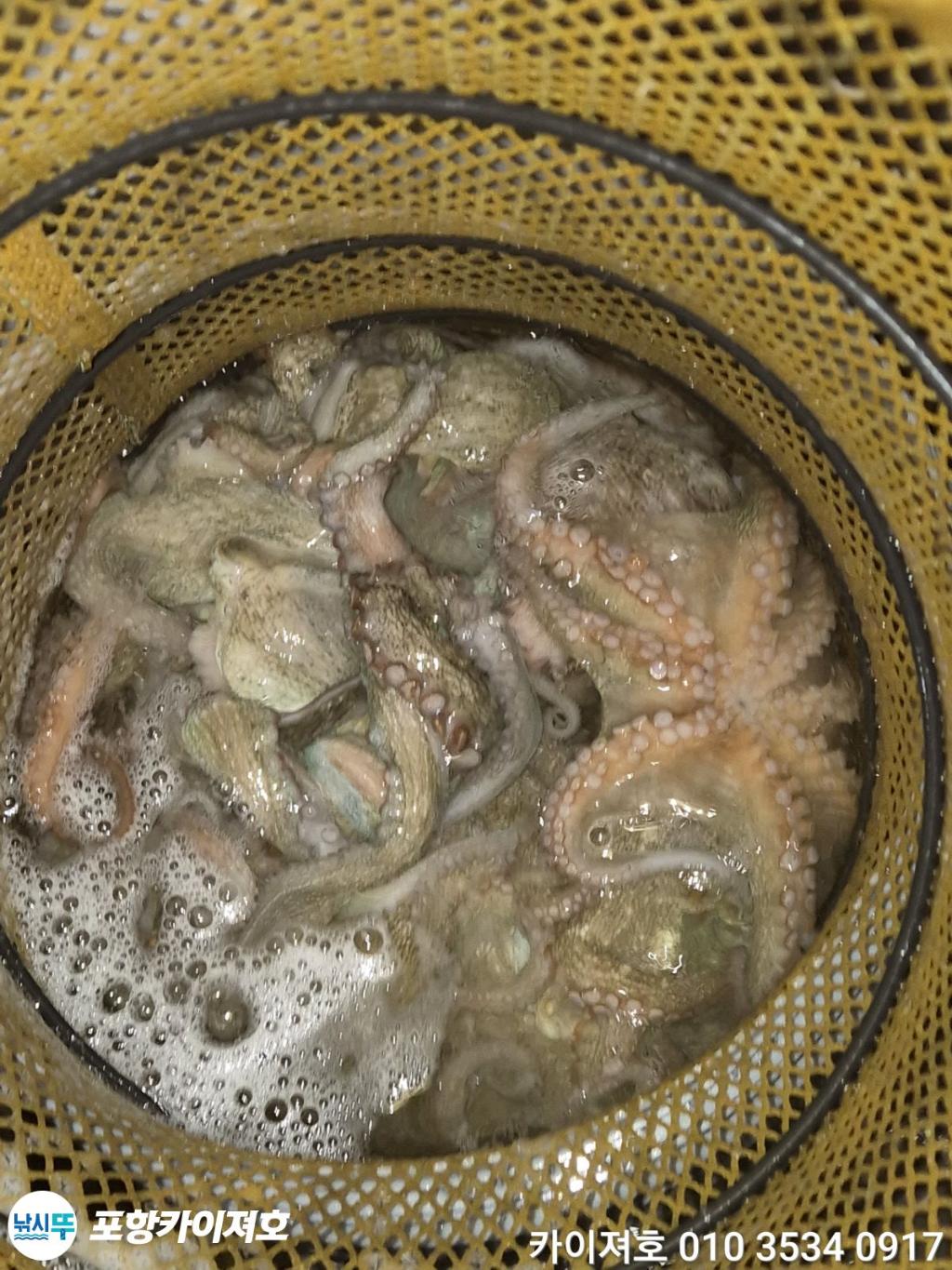낚시뚜,기타 (직접입력),영일만항,포항카이져호,낚시뚜49