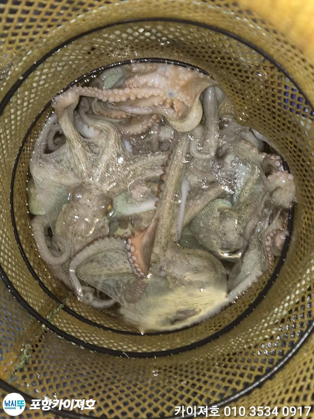 낚시뚜,기타 (직접입력),영일만항,포항카이져호,낚시뚜48