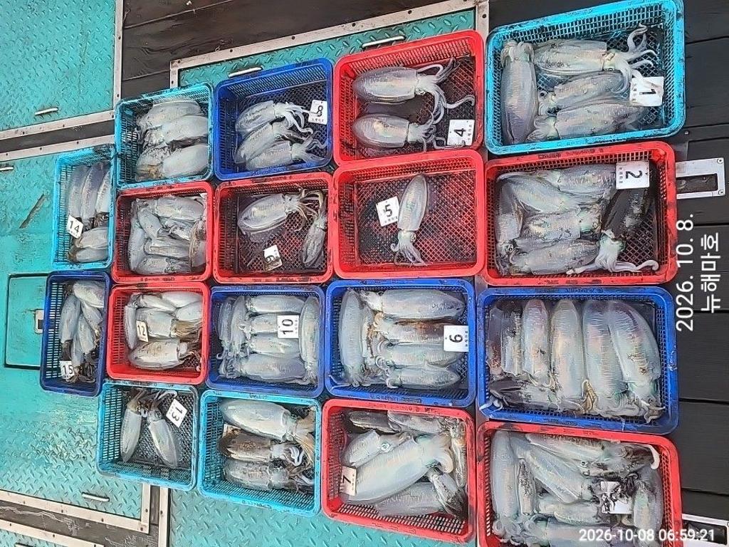 낚시뚜,무늬오징어,영일만항,뉴해마호,낚시뚜3