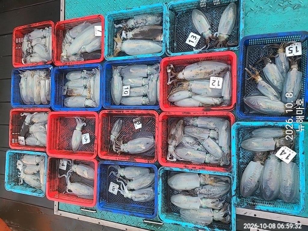 낚시뚜,무늬오징어,영일만항,뉴해마호,낚시뚜2