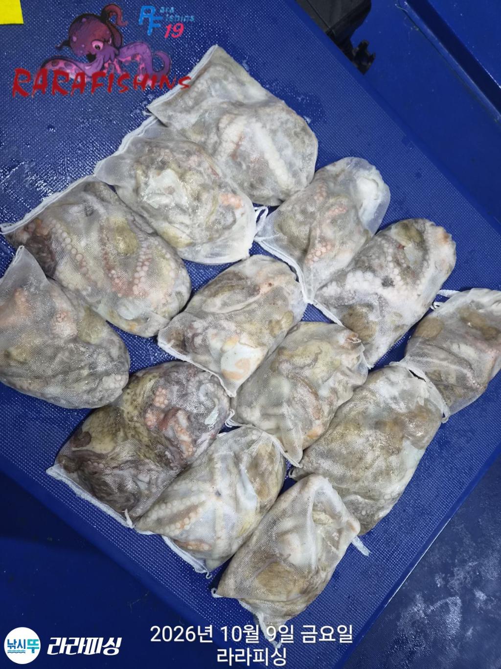 낚시뚜,돌문어,속천항(진해),라라피싱,낚시뚜19