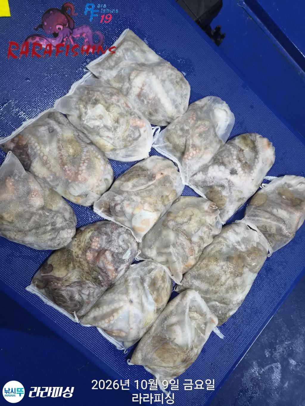 낚시뚜,돌문어,속천항(진해),라라피싱,낚시뚜18