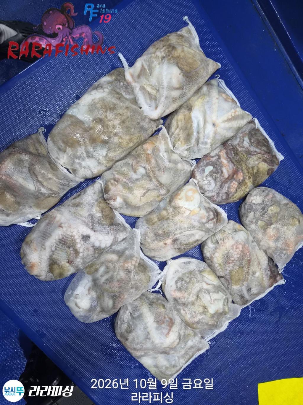 낚시뚜,돌문어,속천항(진해),라라피싱,낚시뚜16