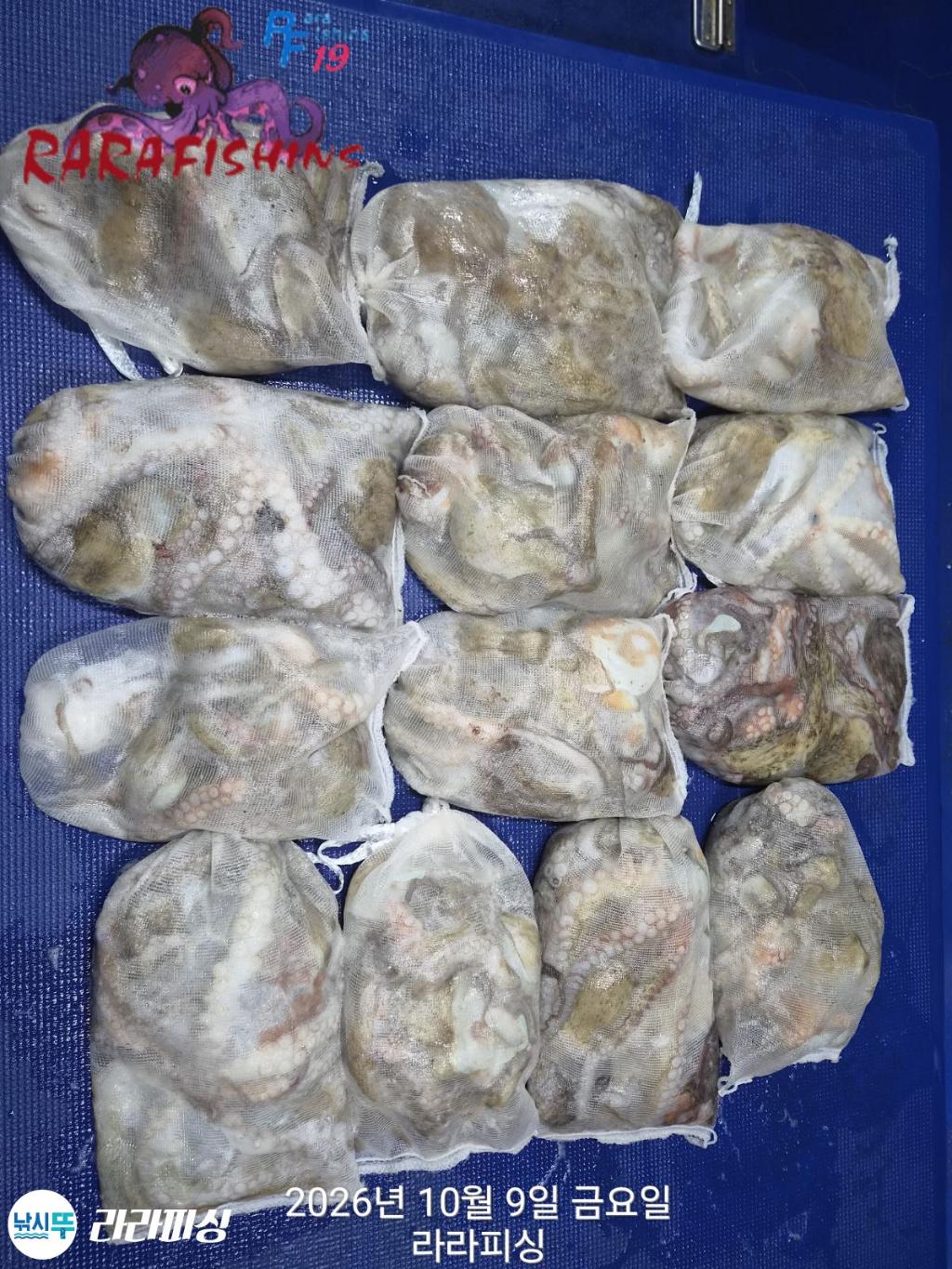 낚시뚜,돌문어,속천항(진해),라라피싱,낚시뚜15