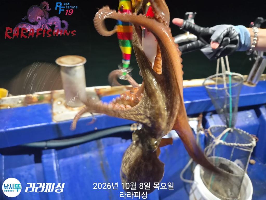 낚시뚜,돌문어,속천항(진해),라라피싱,낚시뚜7