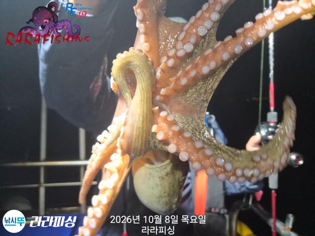 낚시뚜,돌문어,속천항(진해),라라피싱,낚시뚜5
