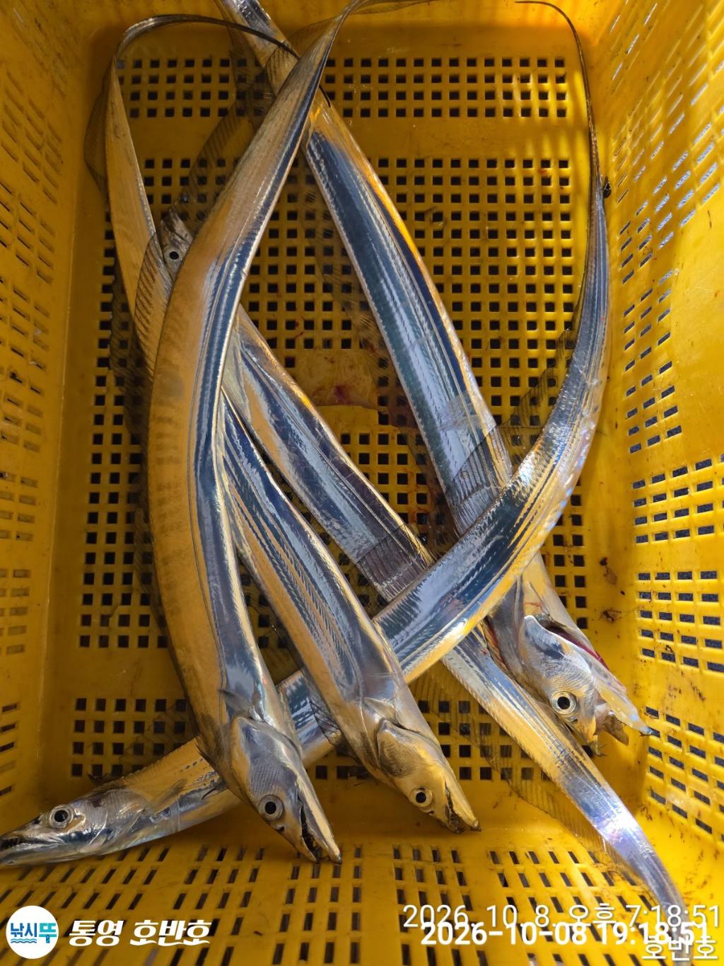 낚시뚜,갈치,통영 신전항,통영호반호,낚시뚜33