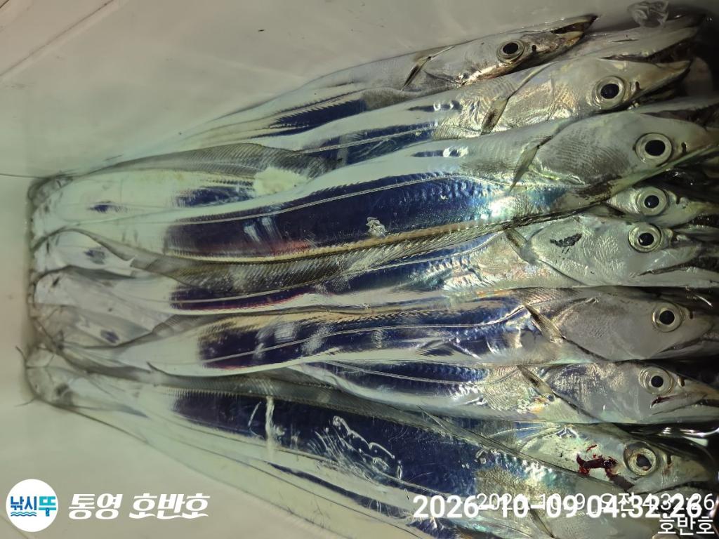낚시뚜,갈치,통영 신전항,통영호반호,낚시뚜30
